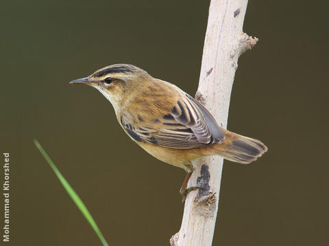 Sedge Warbler