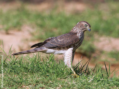 Shikra (Immature)