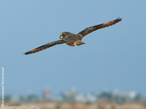 Short-eared Owl