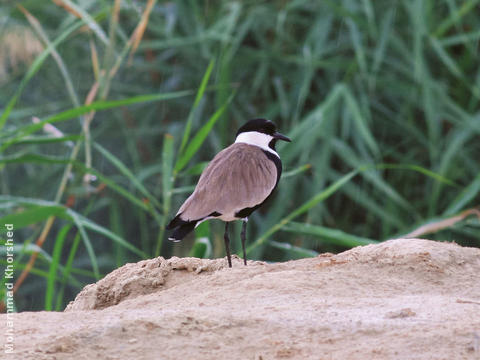 Spur-winged Lapwing