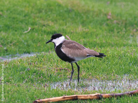 Spur-winged Lapwing