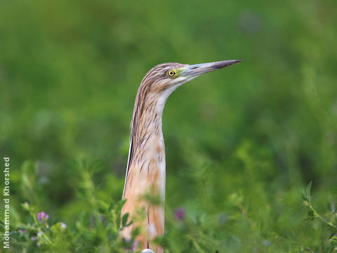 Squacco Heron