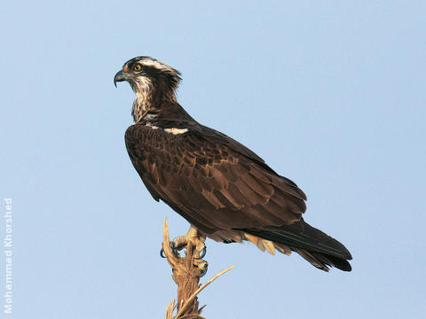 Western Osprey 