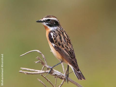 Whinchat (Male breeding plumage)