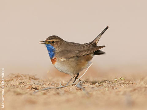 White-spotted Bluethroat (Male)