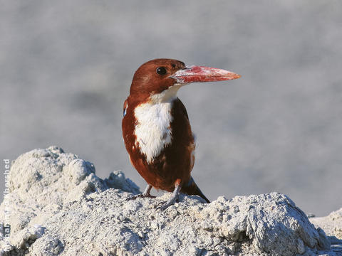 White-throated Kingfisher