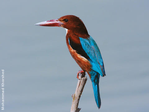 White-throated Kingfisher