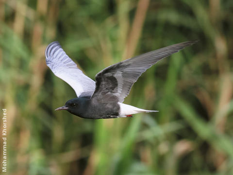 White-winged Tern