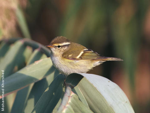 Yellow-browed Warbler 