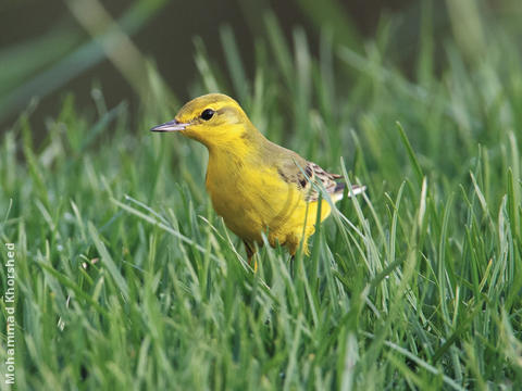 Yellow-headed Wagtail (Male)