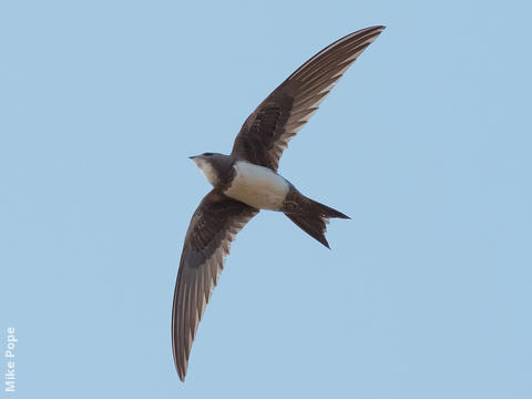 Alpine Swift 