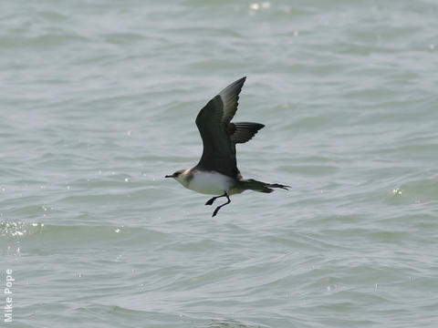 Arctic Skua