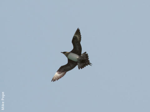 Arctic Skua