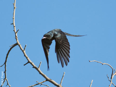 Ashy Drongo