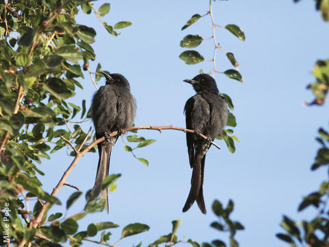 Ashy Drongos