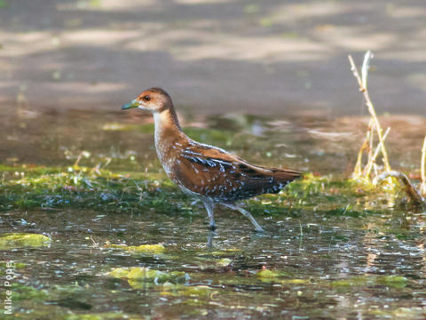 Baillon’s Crake (Juvenile)