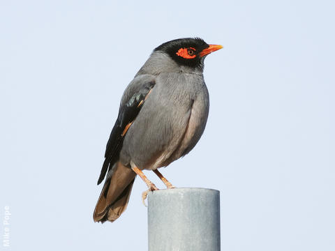 Bank Myna