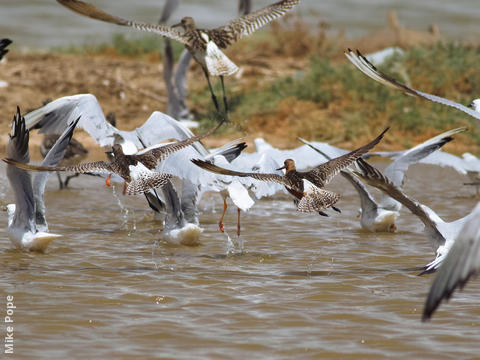 Bar-tailed Godwit