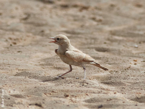 Bar-tailed Lark