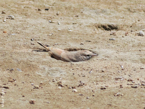 Bar-tailed Lark