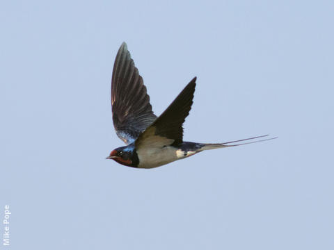 Barn Swallow