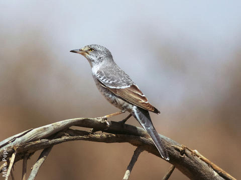 Barred Warbler (Male)