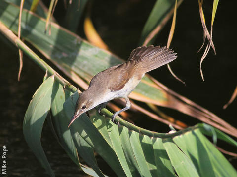 Basra Reed Warbler