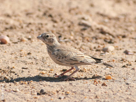 Black-crowned Sparrow-Lark (Female or immature male)