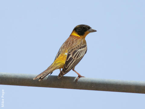 Black-headed Bunting (Male spring)