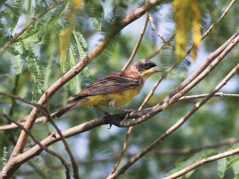 Black-headed Bunting (Male transitional)