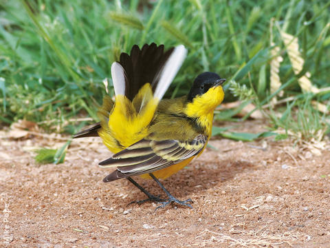 Black-headed Wagtail (Male)