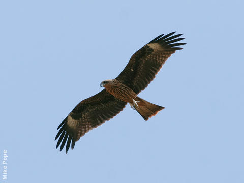 Black Kite (Juvenile)