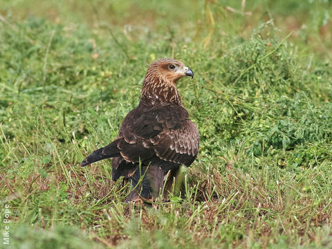 Black Kite (Juvenile)