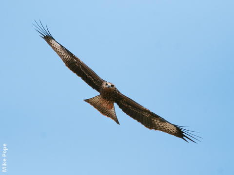 Black Kite