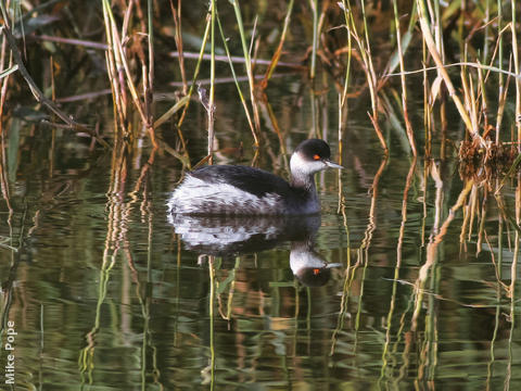 Black-necked Grebe (Winter)