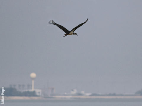 Black Stork