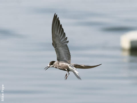 Black Tern