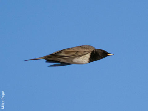 Black-throated Thrush (Male)