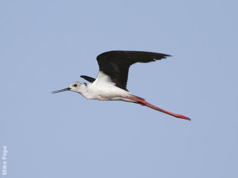 Black-winged Stilt (Male)