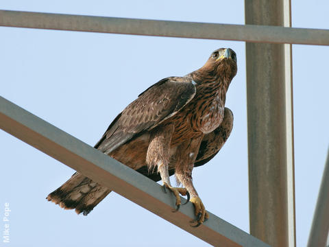 Bonelli’s Eagle (Immature)