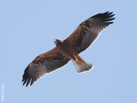 Booted Eagle (Dark morph)