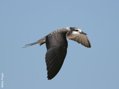 Bridled Tern (Juvenile)