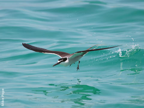 Bridled Tern 