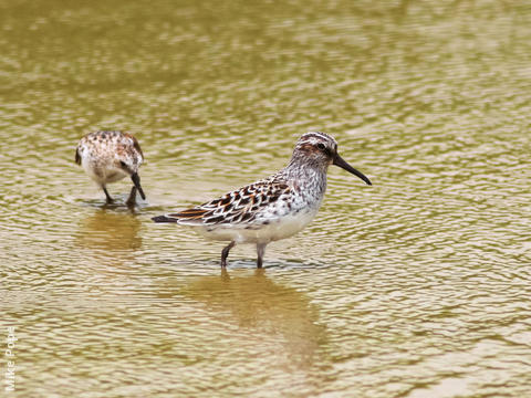 Broad-billed Sandpiper (Breeding plumage)