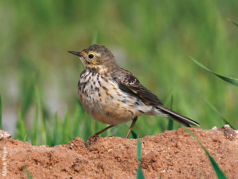 Buff-bellied Pipit (Non-breeding plumage)