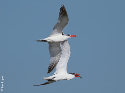 Caspian Terns