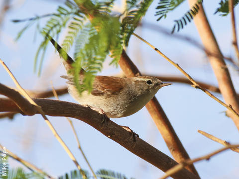 Cetti’s Warbler 