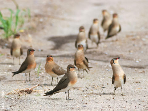 Collared Pratincole