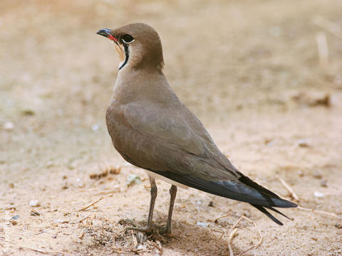 Collared Pratincole