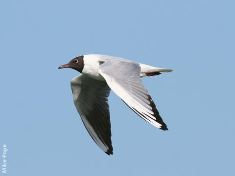 Common Black-headed Gull (Spring)